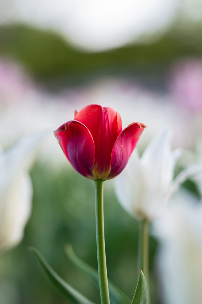 Vibrant Red Tulip Macro: Delicate Petals & Green Stem Wallpaper