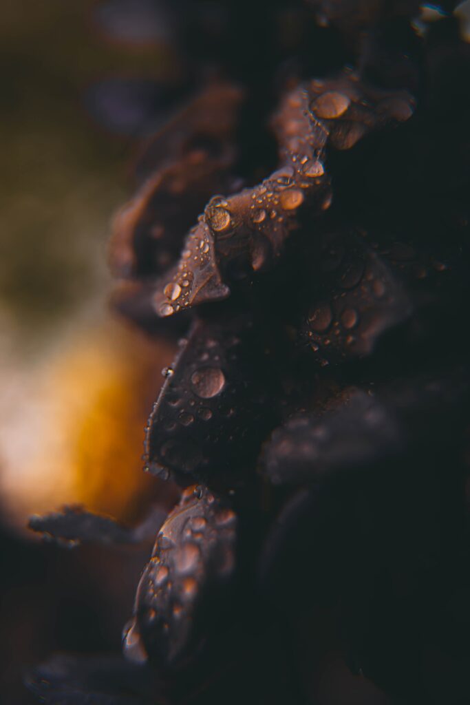 “Close-Up Macro Wallpaper: Water Drops on Dark Petals Background”