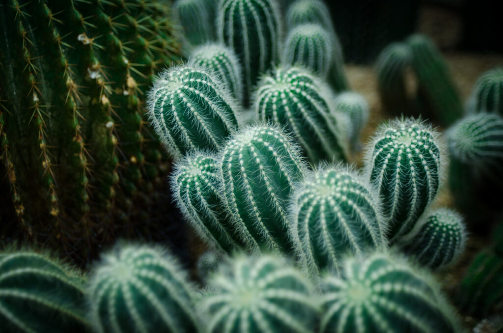 Macro Green Cactus Wallpaper: Sharp Needles & Intricate Patterns
