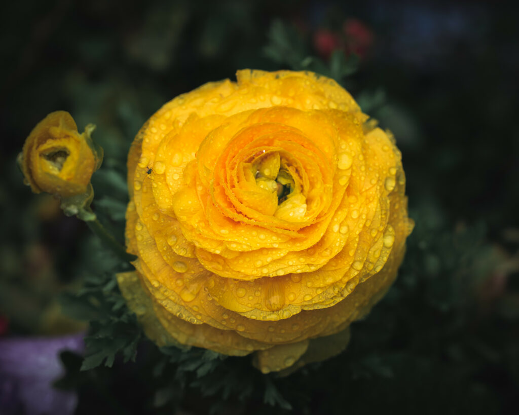 Vibrant Yellow Ranunculus Flower Macro with Water Droplets Wallpaper