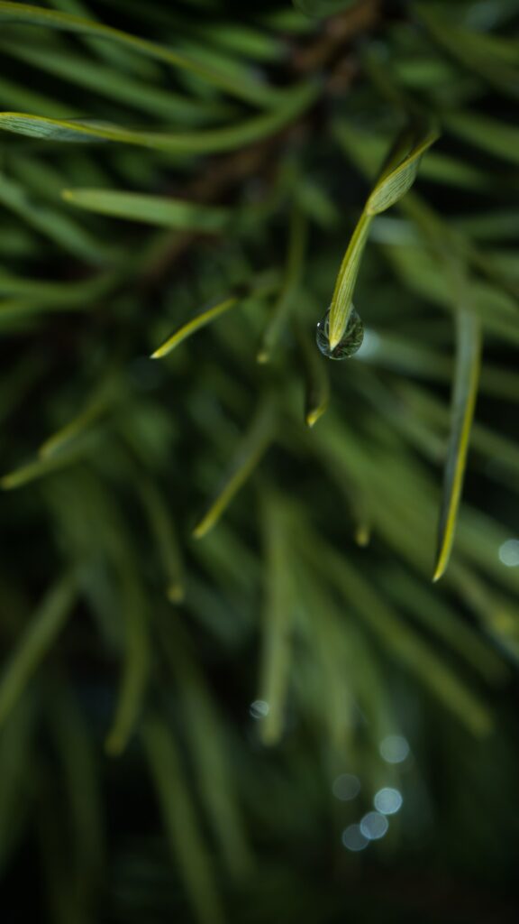 Macro Water Droplet on Green Grass Blade - Soothing Wallpaper Background