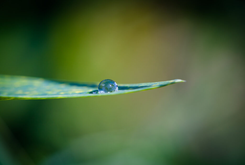 Macro Water Droplet on Leaf - Nature Wallpaper Background