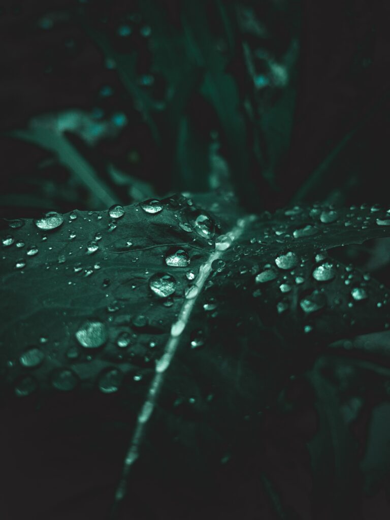 Macro Close-Up: Green Leaf with Water Droplets - Nature Wallpaper