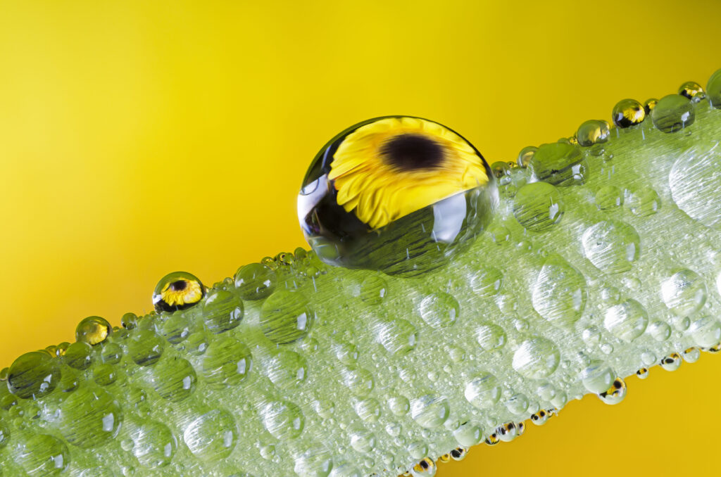 Macro Water Droplets on Green Stem with Yellow Flower Reflection Wallpaper