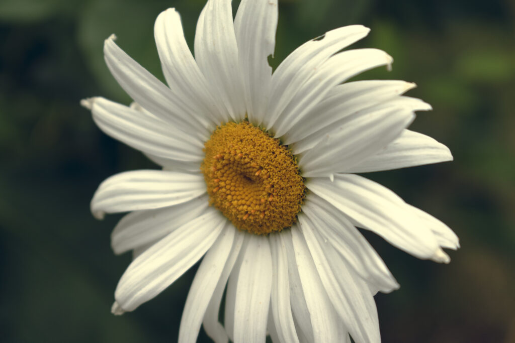 Macro White Chamomile Flower Wallpaper on Soft Green Background