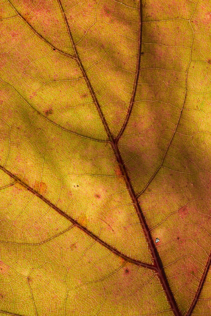 Macro Yellow Leaf Wallpaper: Intricate Veins & Warm Textures