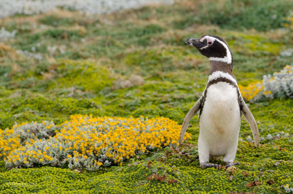 Magellanic Penguin in Lush Green Landscape | Nature Wallpaper