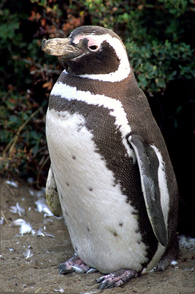 Magellanic Penguin on Sandy Surface with Lush Green Background Wallpaper
