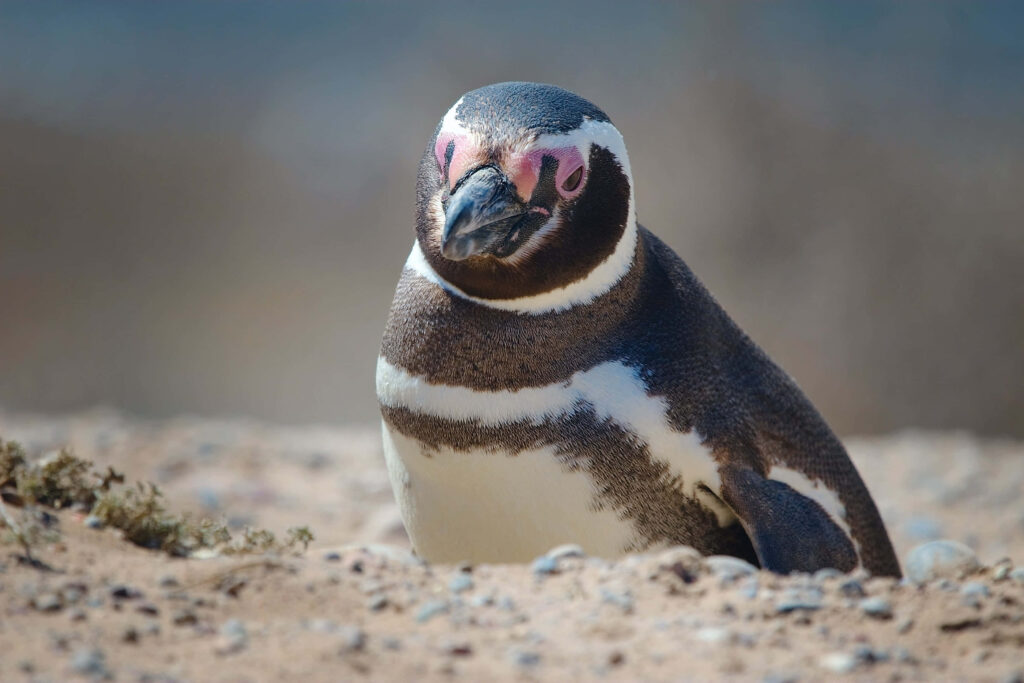 Magellanic Penguin Wallpaper: Serene Sandground Scene