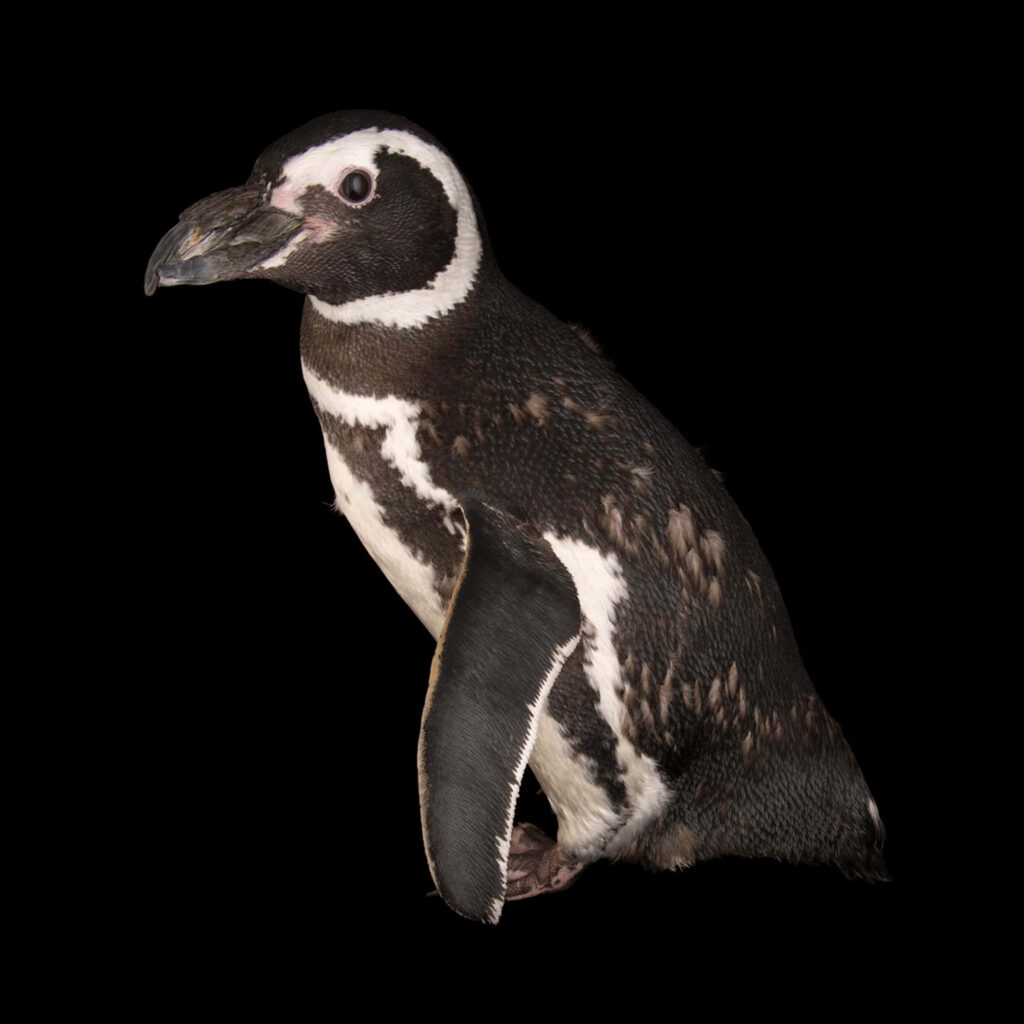 Stunning Magellanic Penguin Portrait on Black Background Wallpaper