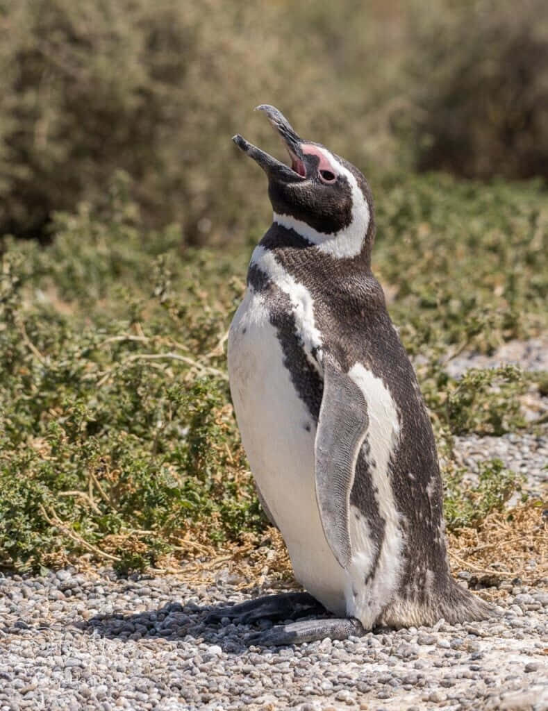 Magellanic Penguin Vocalizing in Natural Greenery - Wildlife Wallpaper