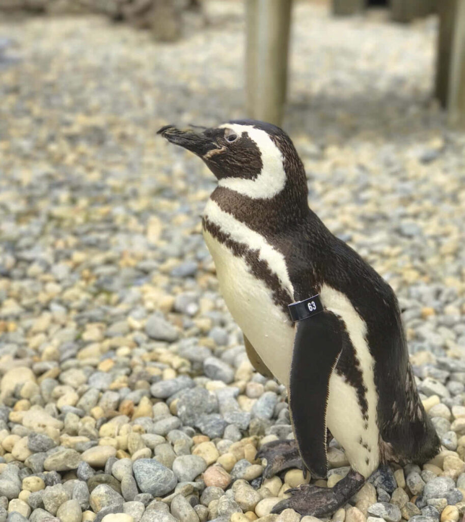 Serene Magellanic Penguin on Colorful Pebble Background Wallpaper