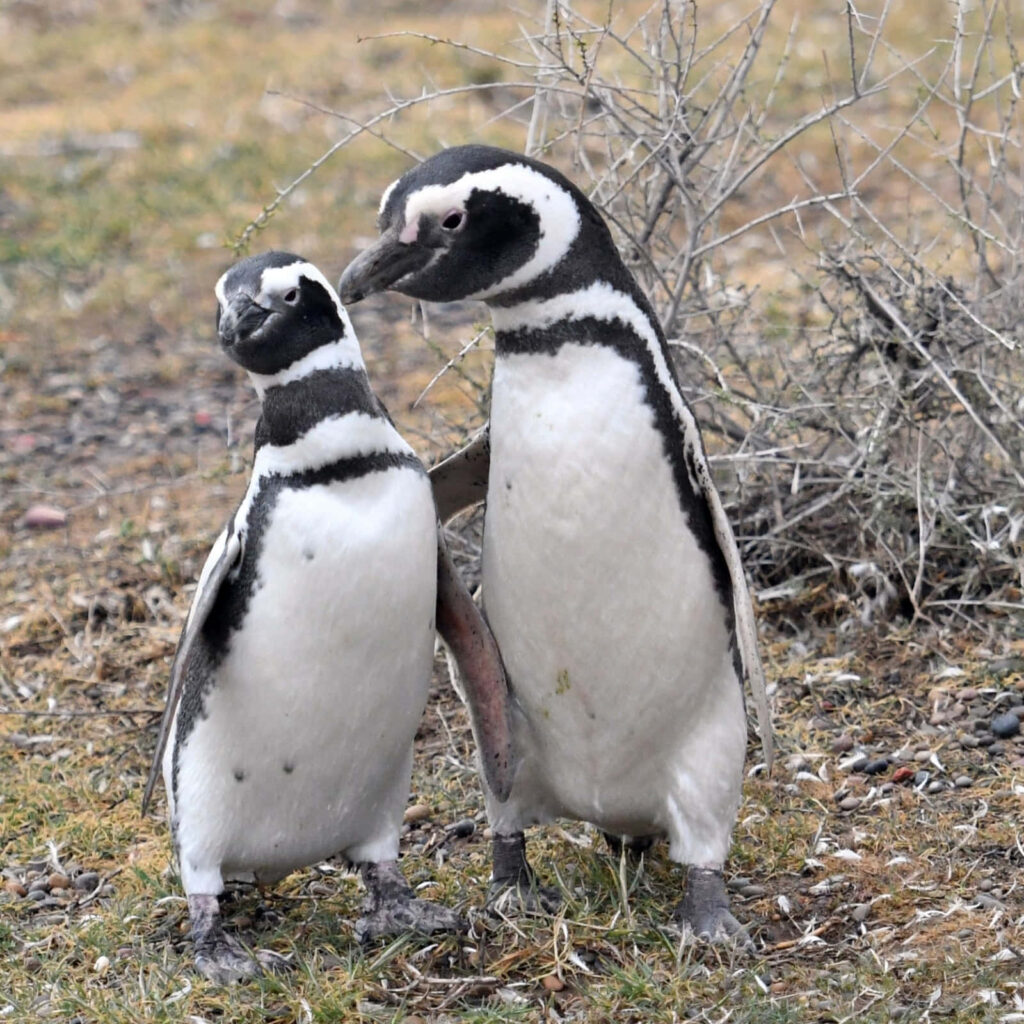 Cozy Magellanic Penguins in Natural Habitat - Warm Bonding Moment Wallpaper