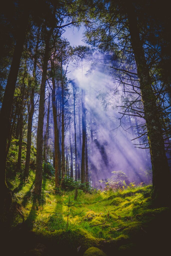 Sunlight filtering through tall forest trees onto lush green grass and misty tangled branches Wallpaper