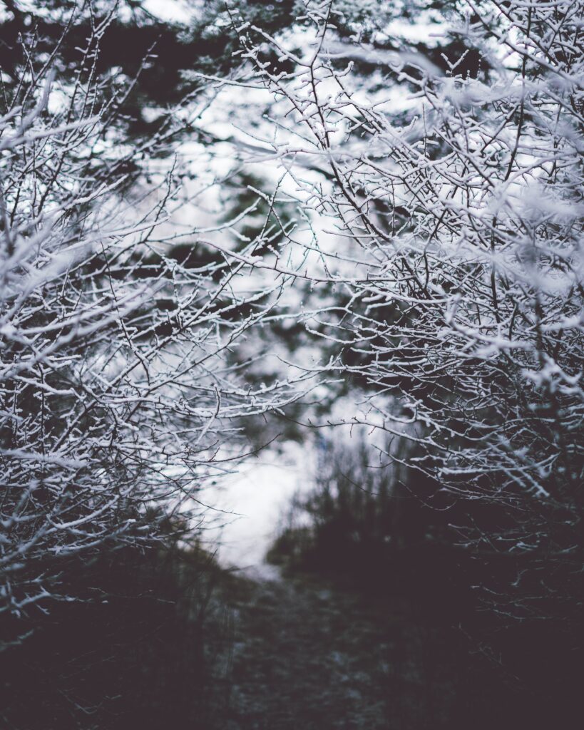 Frost covered branches form a serene winter tunnel with soft fog and delicate snow dusting Wallpaper