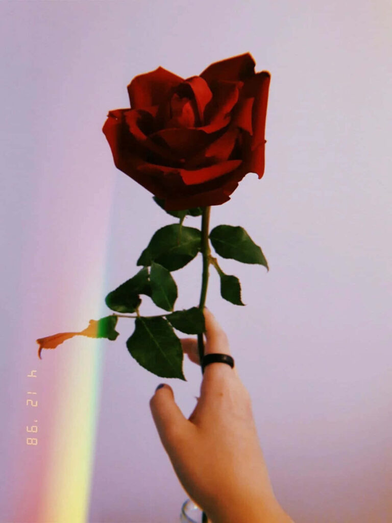 Delicate Hand Holding Vibrant Red Rose Against Rainbow Sky Background Wallpaper