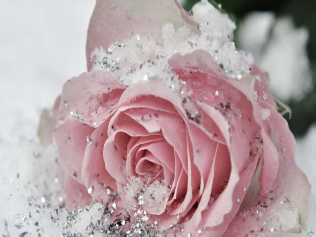 Delicate Pink Rose in Glistening Snowflakes - Magical Winter Wallpaper