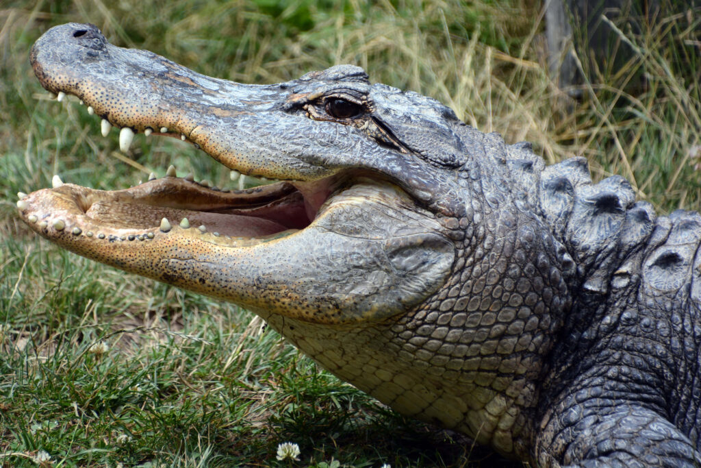 Majestic Alligator Wallpaper: Sunshine, Scales & Natural Beauty