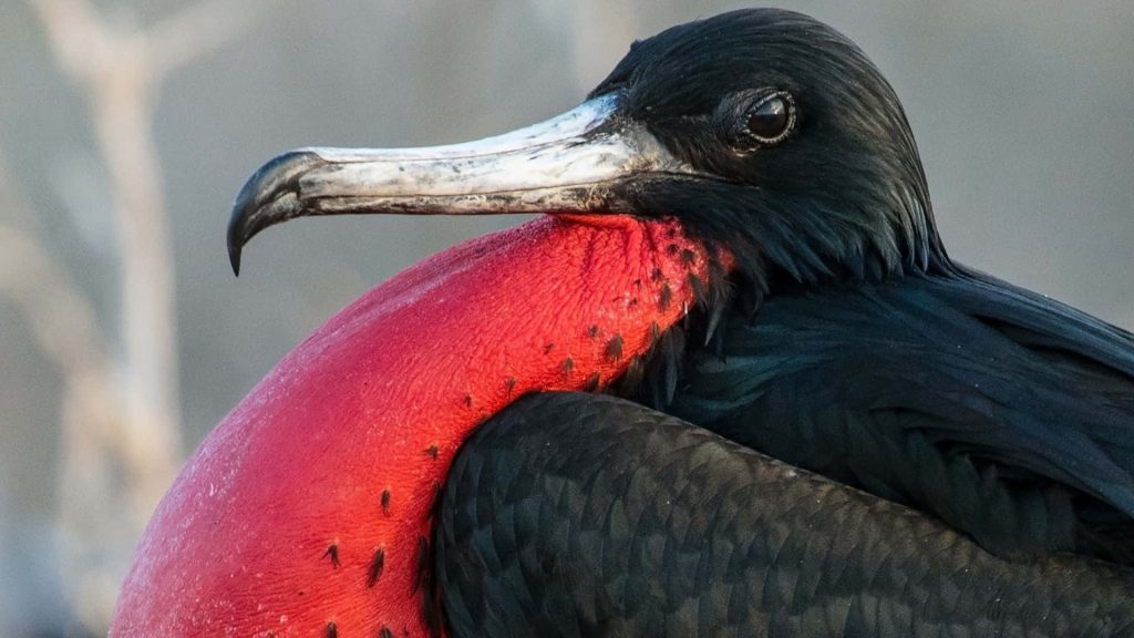 Close-up of male Magnificent Frigatebird with glossy black feathers and vibrant red gular sac Wallpaper