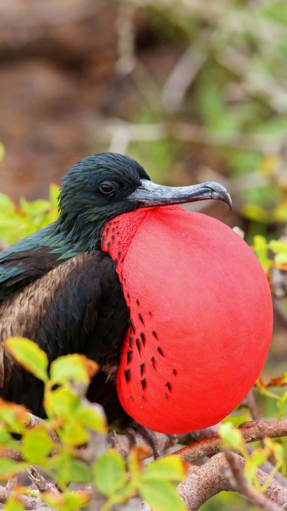 Close-up of male Magnificent Frigatebird with inflated red gular sac in natural background wallpaper