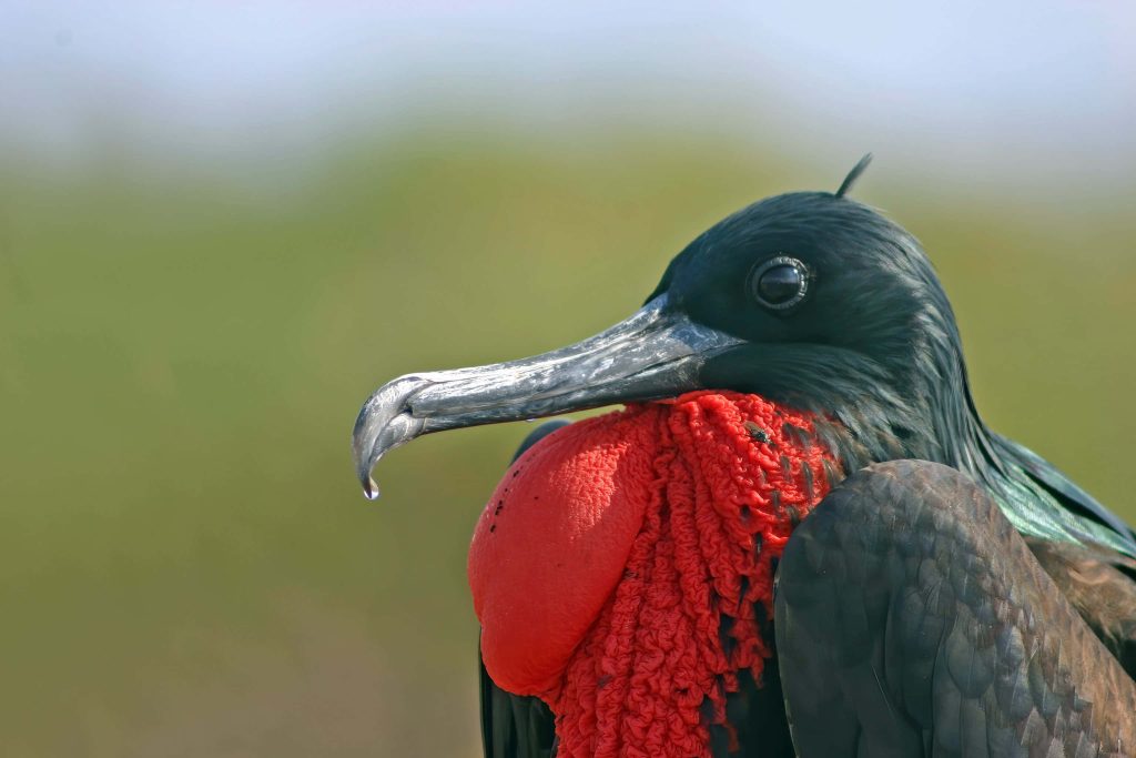 Close-up of male Magnificent Frigatebird with red gular sac and water droplet on beak nature wallpaper