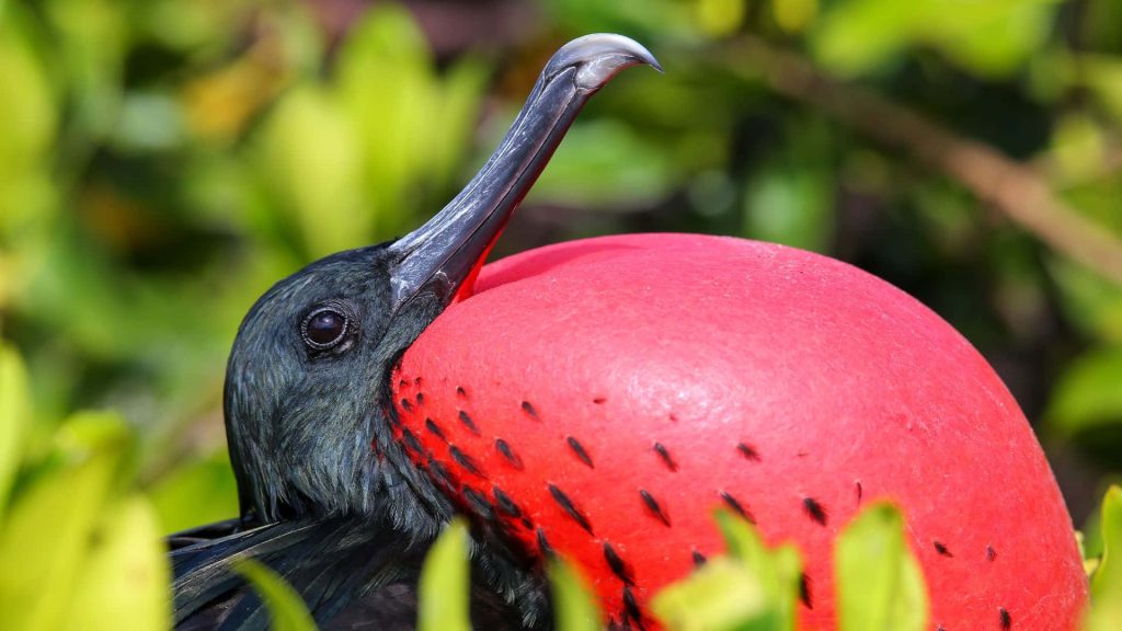 Close-up of male Magnificent Frigatebird displaying bright red inflated gular sac during courtship Wallpaper