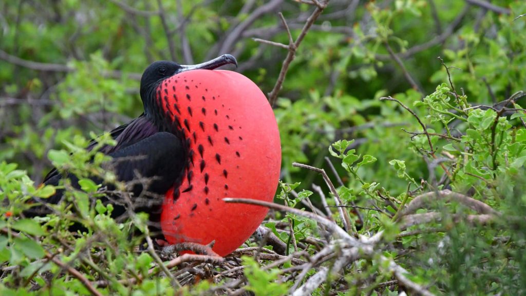 Magnificent Frigatebird male with vibrant red gular sac in green foliage wildlife wallpaper