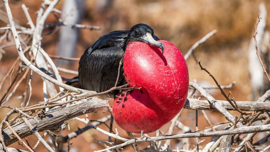 Male Magnificent Frigatebird with inflated red gular sac perched on branches wildlife wallpaper