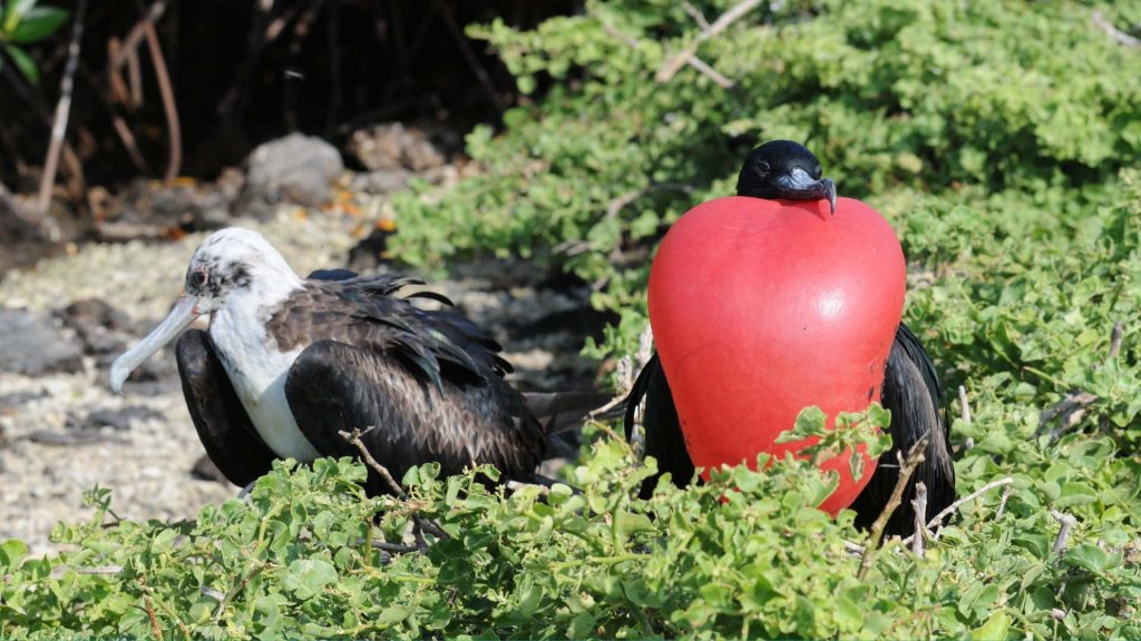Magnificent Frigatebird courtship display male with red pouch near white female in green foliage Wallpaper