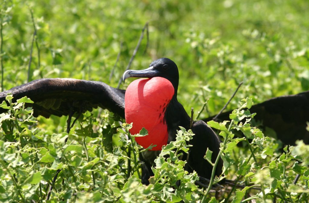 Male Magnificent Frigatebird courtship display with vibrant red gular sac in sunlight nature background Wallpaper