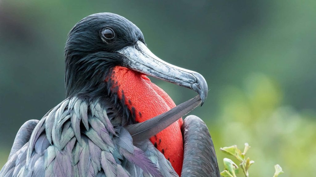 Close-up of male Magnificent Frigatebird with bright red gular sac and dark iridescent feathers Wallpaper