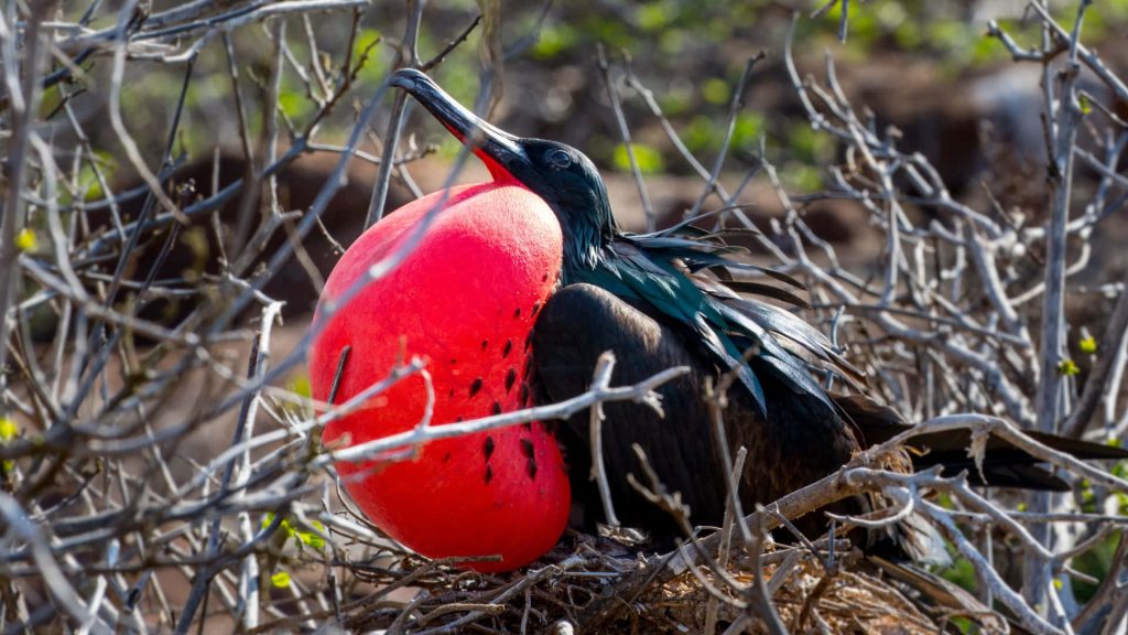 Male Magnificent Frigatebird inflating bright red gular sac perched on dry branches tropical bird Wallpaper