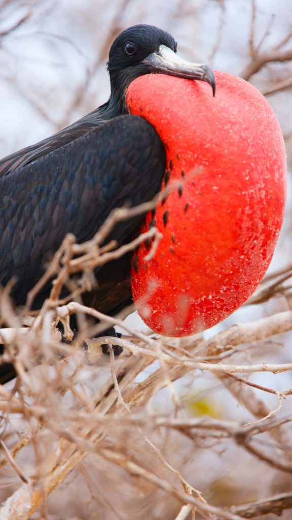 Male Magnificent Frigatebird with bright red inflated sac on bare branches vibrant wildlife wallpaper