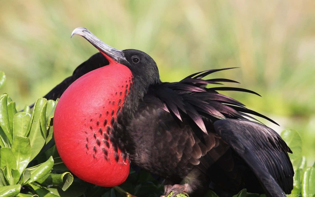 Male Magnificent Frigatebird with vibrant red gular sac perched in lush green foliage outdoors Wallpaper