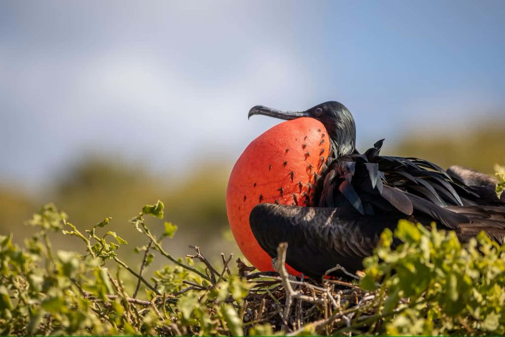 Male Magnificent Frigatebird with inflated red gular sac perched on green branches in nature Wallpaper