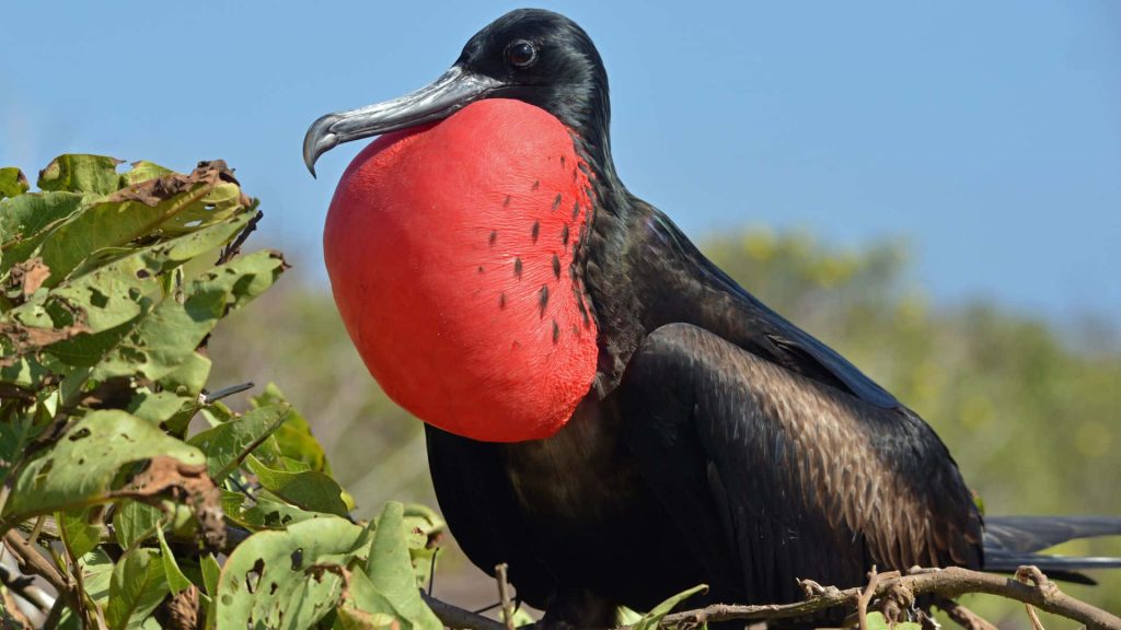 Male Magnificent Frigatebird with vibrant red gular sac perched in green foliage sky background Wallpaper