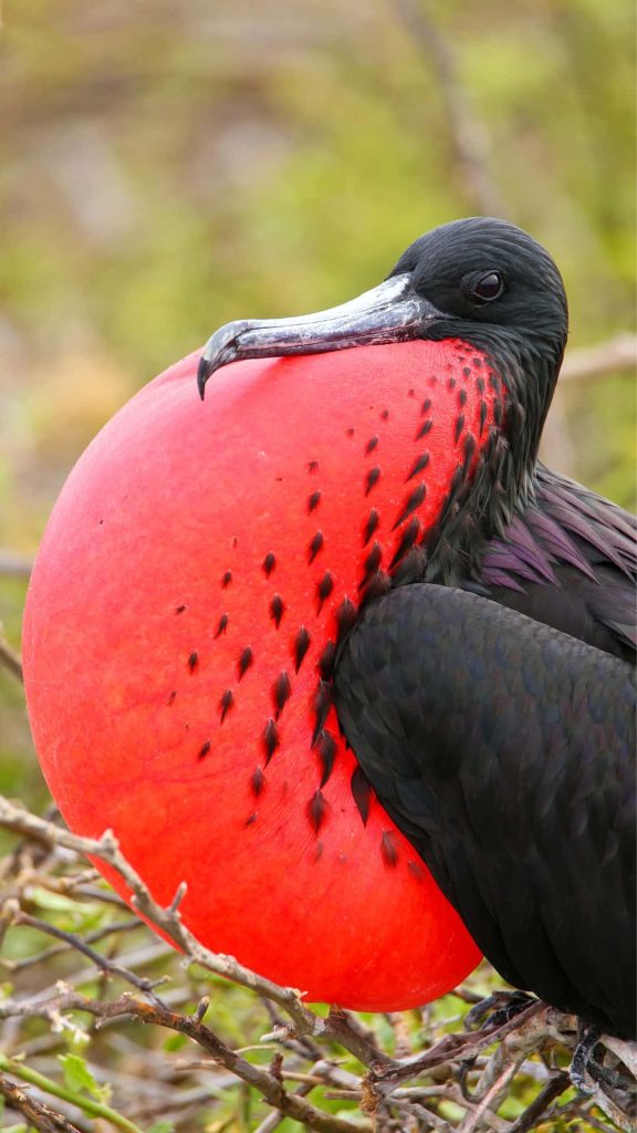 Male Magnificent Frigatebird with inflated red gular sac perched on branches high-definition wallpaper