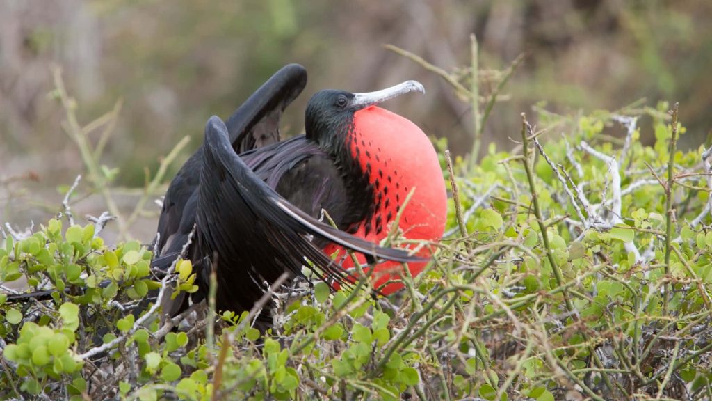 Male Magnificent Frigatebird perched in green leaves displaying bright red inflated gular sac Wallpaper