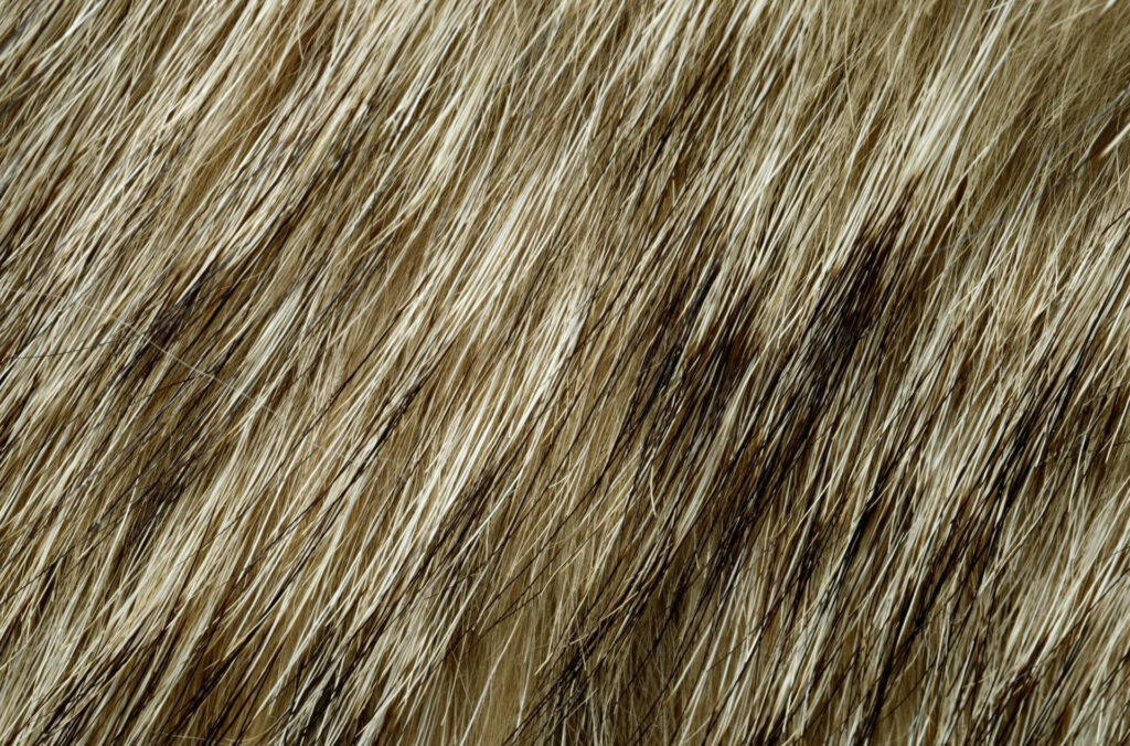 Nature's Artistry: A Close-up View of Exquisite Animal Fur Texture and Patterns Wallpaper