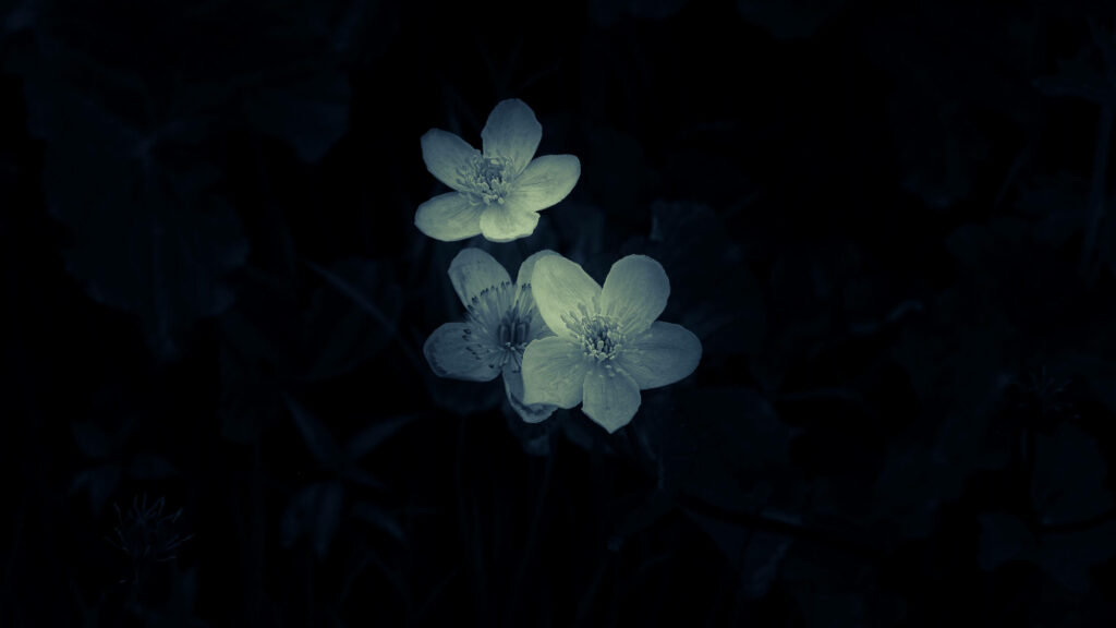 Captivating Macro Blossom against an Elegant Black Canvas - Enchanting Background Shot Wallpaper