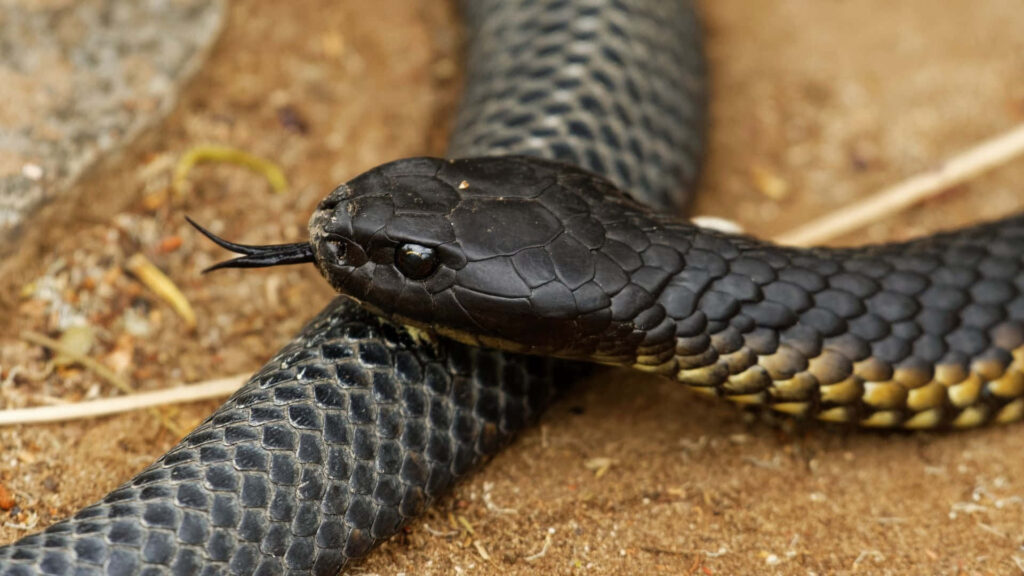 Close-Up Tiger Snake Wallpaper: Textured Scales on Earthy Background