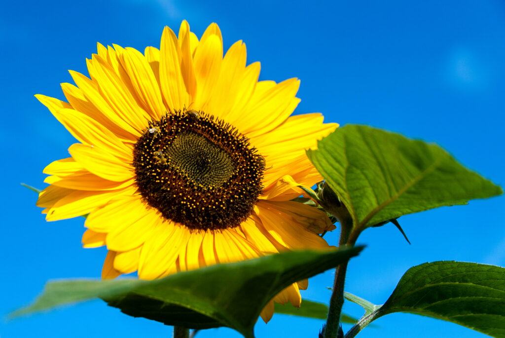 Sunny Delight: A Close Up of a Maine Sunflower with Portland as its Backdrop Wallpaper