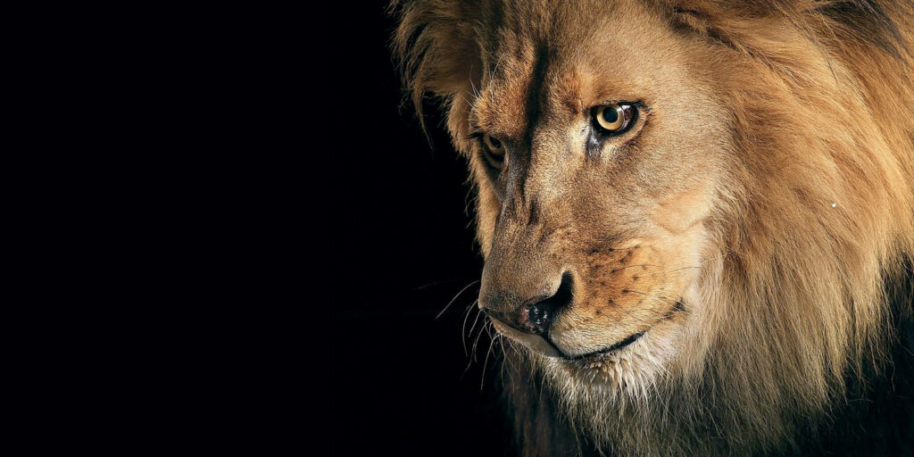 Majestic 3D Lion Wallpaper: Intense Gaze & Dark Background