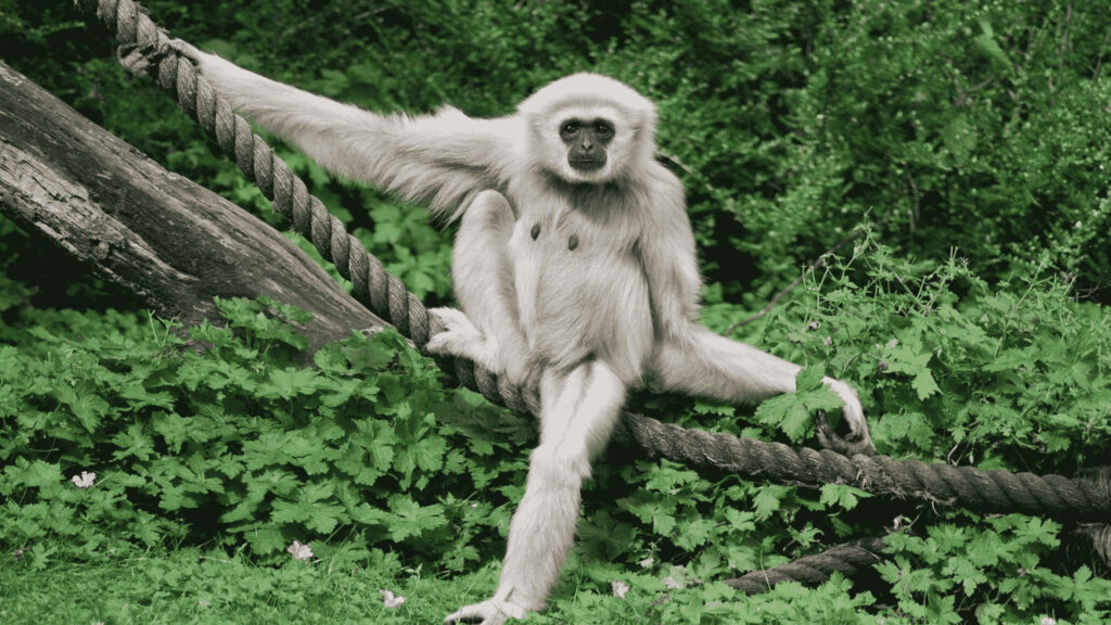 Majestic White Gibbon in a 4K Jungle Canopy: A Graceful Monkey on a Sturdy Rope Wallpaper