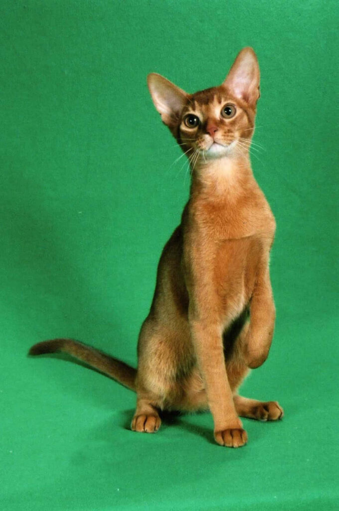 Majestic Abyssinian Cat Wallpaper: Vibrant Green Background