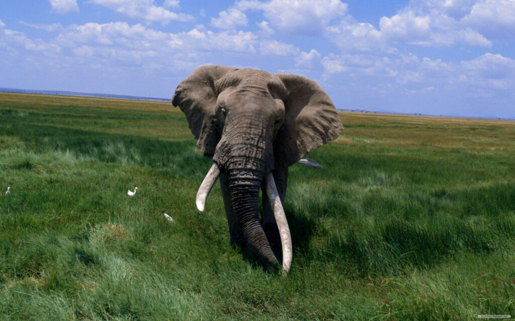 Marvelous Majesty: An African Bush Elephant on Savannah Daytime Wallpaper