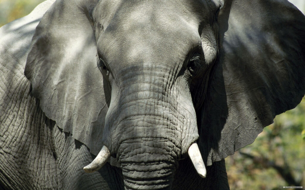 Majestic African Bush Elephant Close-Up Wallpaper with Natural Background