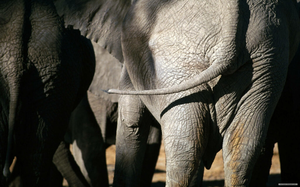 Majestic African Elephant Wallpaper: Serene Nature Background