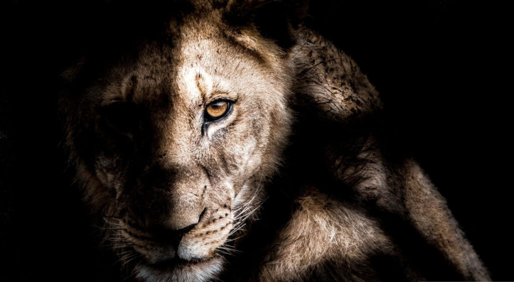 Majestic African Lion Wallpaper: Striking Image on Dark Background