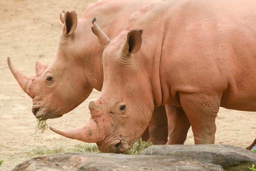 Majestic African Rhinoceroses Grazing in a Sandy Landscape Background Wallpaper